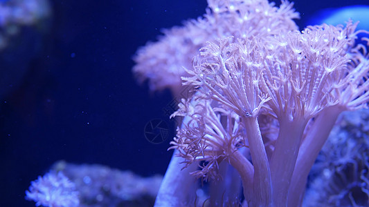 水族馆中的软珊瑚 在清澈湛蓝的海水中特写 Anthelia 和 Euphyllia 珊瑚 海洋水下生物 紫色自然背景 复制空间选图片