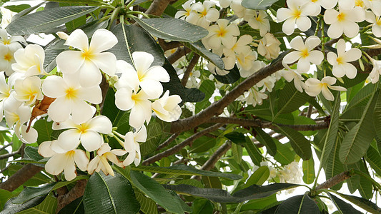 许多外来白色花朵 在绿树上布满了白色热带鲜花的弗朗吉帕尼普卢梅里李拉瓦迪植物学生态植物绿色植物环境鸡蛋花花瓣香气生长季节图片