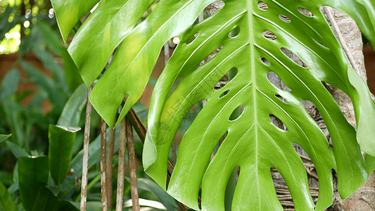 丛林中明亮多汁的异国情调热带植物 选择性聚焦天然有机背景不寻常的植物叶子 平静放松的野生天堂雨林抽象新鲜叶子纹理散景植物学光束公图片