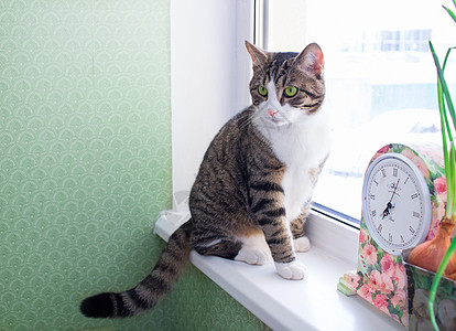 家养的条纹外皮猫坐在窗台上 靠近彩色时钟图片