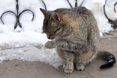 坐在寒冷冬季雪雪的院子里的小灰斑小猫图片