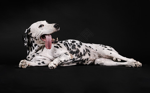 Dalmatian 狗用舌头躺在黑色背景上图片