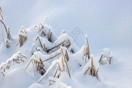 干草在白雪皑皑的自然景观重压下弯曲雪堆环境季节植物降雪墙纸草本植物荒野蓝色植物群图片