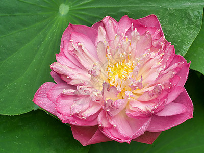 粉红色莲花的特写纹理 绿叶背景上有水滴图片