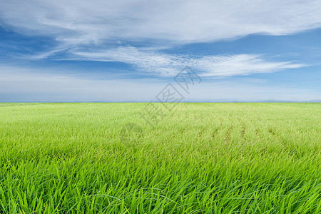 蓝天和白云上绿稻田的美丽自然背景 绿色水稻场图片