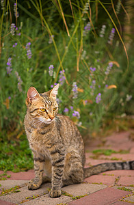 绿眼睛的灰猫坐在房子附近的猫 蓬松的猫 美丽的宠物动物 外面的野猫 猫在街上猫科动物炙烤荒野毛皮哺乳动物小猫猫咪建筑橙子头发图片