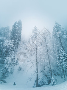 冻冻中的冬季山林假期薄雾童话旅行山脉爬坡森林季节木头蓝色图片