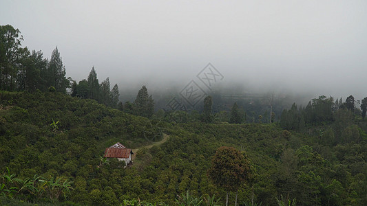 山上的农田在云中 印度尼西亚巴厘岛风景爬坡绿色植物薄雾热带农业乡村场地图片