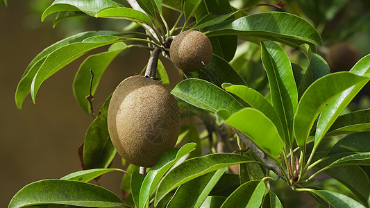树上的基维果实花园食物棕色农业绿色果园热带水果奇异果图片