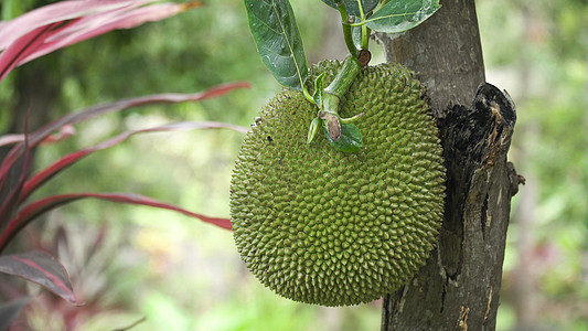 树上的胡萝卜农业情调食物植物叶子热带花园异国绿色生长图片