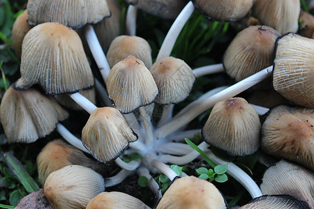 草底纹理里的一帮漂亮的蘑菇 笑声棕色森林生食健康饮食荒野微距真菌蔬菜收获奶油图片