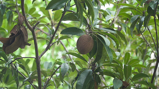 树上的基维果实绿色农业水果热带棕色食物奇异果花园果园图片
