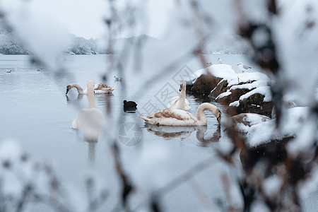 冬日雪湖上的白天鹅图片