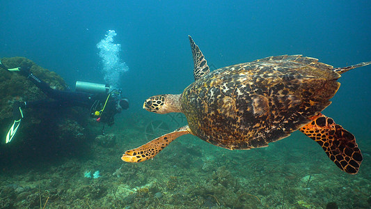 水下海龟绿色热带游泳蓝色情调动物海洋异国生活潜水图片