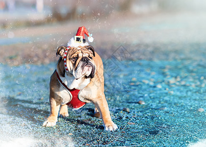 穿着圣诞帽子的英国斗牛犬 站在冬季绿草上犬类新年斗牛犬牛犬庆典朋友节日哺乳动物宠物人行道图片