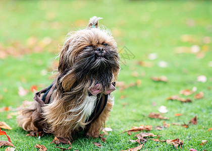 秋天草地的石津犬类毛皮宠物白色绿色哺乳动物小狗朋友棕色动物图片