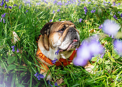 红英语/英国牛犬狗向上看 用橙色绳子舔舌头 在炎热的阳光之日坐在蓝铃中图片