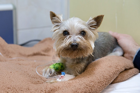 狗和导管 在诊所的兽医动物药品注射器治疗医院医疗图片