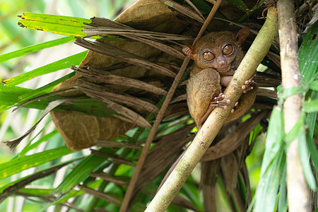 雨林中的Tarsier 菲律宾博霍尔旅行叶子森林热带荒野灵长类环境动物群哺乳动物眼睛图片