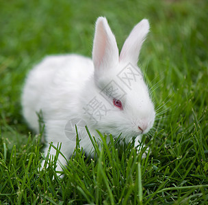春青草本的婴儿白兔(Baby white 兔子)图片