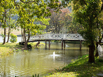 在花园公园中穿过池塘湖的木桥森林池塘环境行人沼泽公园植物天桥木头风景图片
