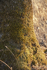 树干有苔苗隔断植被赭石木头纤维素苔藓植物植物群核桃花园图片