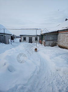 寒冬风景 一只小狗狗在雪地里跑来跑去跑步院子友谊季节街道降雪毛皮雪堆宠物栅栏图片