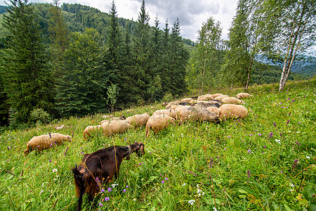 牧羊群在绿山田里放牧 农耕农村羊肉动物草地母羊森林爬坡风景人群晴天图片