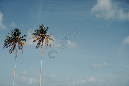 最小的热带可可椰子树在夏天有天空背景  Copyspace 你可以把文本 复古电影色调椰子异国情调棕榈海滩海岸海洋蓝色假期树叶图片