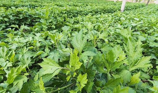 蔬菜园中的白杯子阿特米西亚乳茶 贵州具有药用特性植物菊科食物草本花园叶子生长绿色草本植物烹饪图片