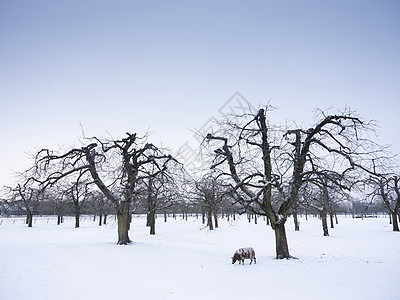 雪中一只绵羊在霍兰奥特勒支附近的冬季果园覆盖了寒冬图片