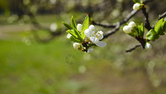 美丽的白苹果或梨花 开花的苹果梨树 户外自然的清新春天背景 春天盛开的花朵的柔焦图像 复活节和春季贺卡天空植物学花瓣墙纸枝条果园图片
