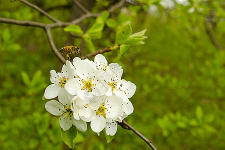 蜜蜂在春天草原上授粉白花 季节性自然景象 文字自由空间叶子宏观蜂蜜草地动物季节荒野花瓣场地昆虫图片