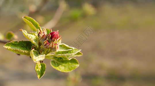 苹果树的小枝的美丽景色 有选择的焦点 生长的芽 年轻的叶子和鲜花 接近果树树叶季节果园天空邮政宏观发芽农场花园图片