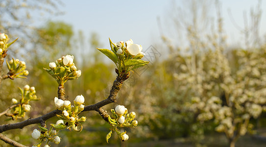 美丽的白苹果或梨花 开花的苹果梨树 户外自然的清新春天背景 春天盛开的花朵的柔焦图像 复活节和春季贺卡花瓣叶子生长晴天果园宏观园图片