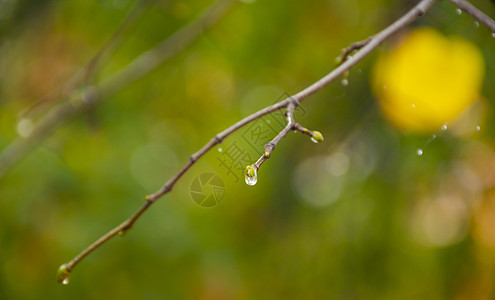 针叶树枝上的雨滴特写 柔和的焦点 低调 大气自然摄影 树枝上孤立的雨滴 模糊的绿色背景 温暖的颜色 秋天风景图片