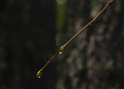 针叶树枝上的雨滴特写 柔和的焦点 低调 大气自然摄影 树枝上孤立的雨滴 模糊的黑暗背景 温暖的颜色 秋天风景森林环境松树宏观日光图片