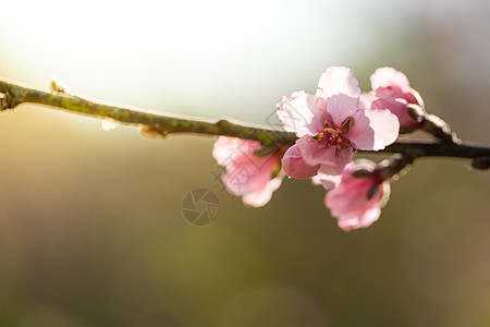 泰国清迈的樱花花花朵开花季节土井场景花瓣木头植物蜡质蓝色樱花天空图片