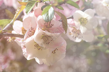 日本的春花 长树枝上的日本春花 在浅光背景上花瓣雌蕊生长叶子植被花粉宏观粳稻季节植物图片