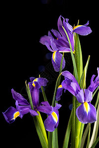 黑色背景的春花紫色虹膜植物花束叶子园艺胡子蓝色植物群草本植物植物学花园图片