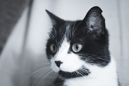 患有免疫机能丧失综合症的黑猫和白猫哺乳动物宠物猫咪动物肠炎小猫黄色传染性脊椎动物黑色图片