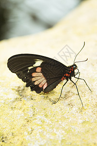 红斑黑蝴蝶触角绿色热带石斑花蜜动物群叶子化合物燕尾鳞翅目图片