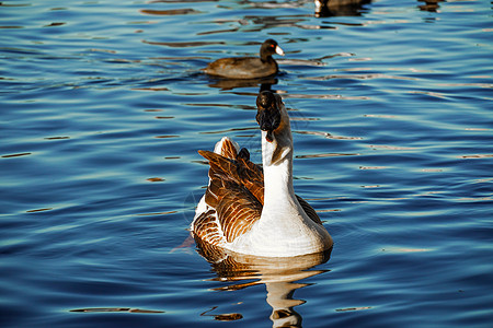 在湖边的鹅羽毛反思母亲背光池塘日光鸭子野生动物生活场景图片