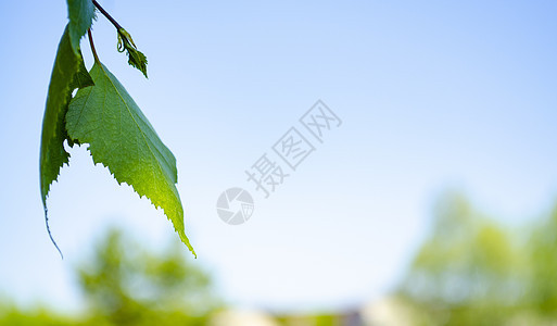 自然背景 明亮的春天背景与白桦树枝在湛蓝的天空中 春天有新鲜新叶的白桦树的分支 文本空间图片