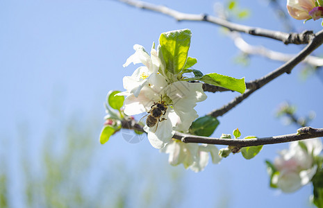 美丽的白苹果或梨花 开花的苹果梨树 户外自然的清新春天背景 春天盛开的花朵的柔焦图像 复活节和春季贺卡植物季节蓝色墙纸水果公园苹图片