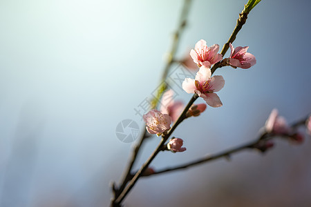 泰国清迈的樱花花花朵开花红斑公园场景蓝色木头土井旅行花园传奇寺庙图片