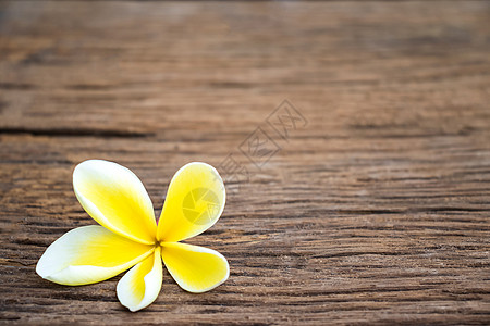 白色黄花羽花和声剪纸按摩浪漫史疗法海洋沉思鸡蛋花框架热带图片