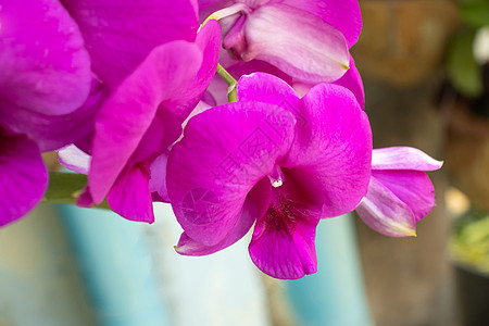 粉红色紫兰花的紧贴图片