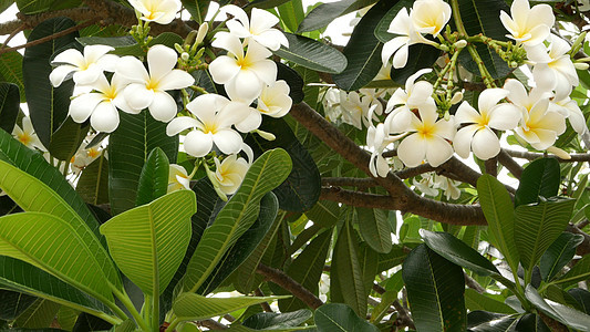 许多外来白色花朵 在绿树上布满了白色热带鲜花的弗朗吉帕尼普卢梅里李拉瓦迪香气植物群植物园艺植被环境植物学香味花瓣生态图片