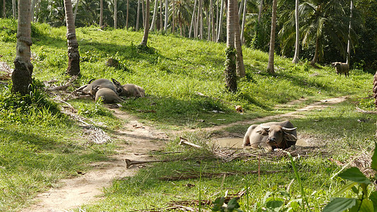 在绿色植被中的水牛家庭 大型维护良好的公牛在绿色植物中吃草 这是泰国椰子树种植园的典型景观 农业概念 亚洲传统牲畜图片